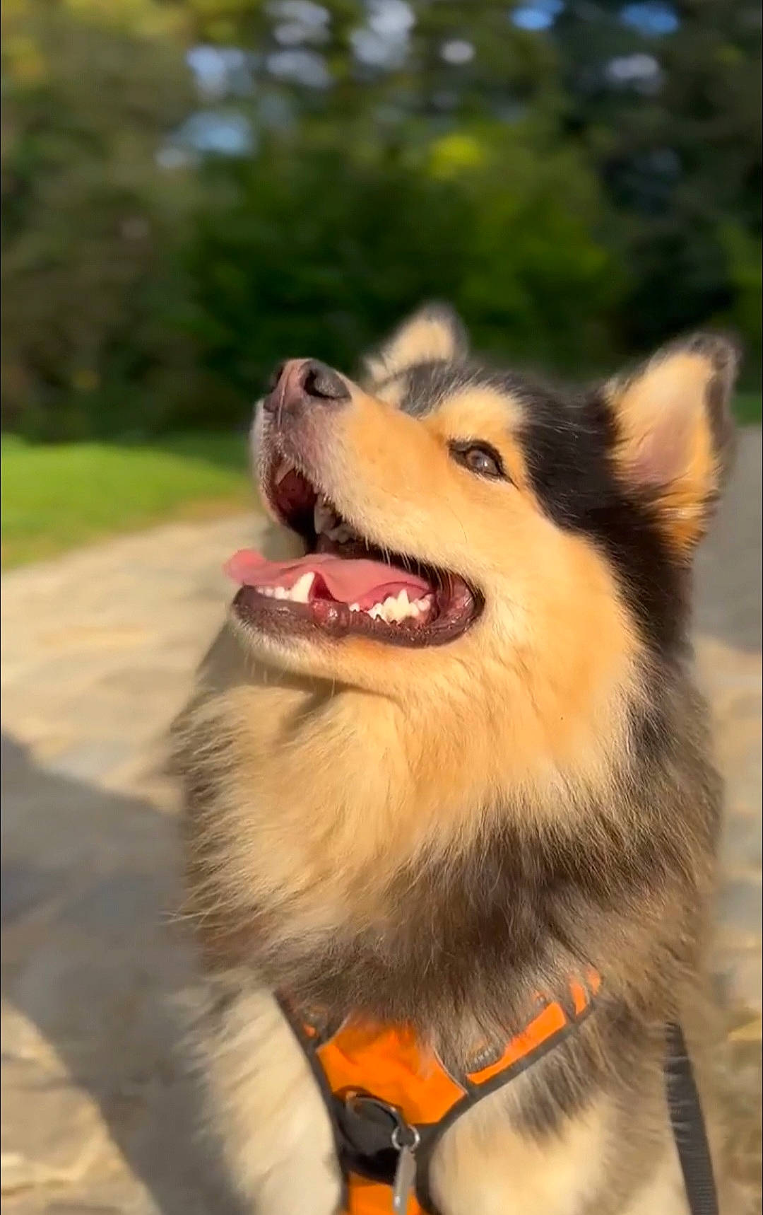 Oslo participe au concours pour gagner de l'argent avec cette photo : ancient_dog_breeds, canidae, carnivore, collar, collie, companion_dog, dog, dog_breed, dog_collar, fang, fur, herding_dog, jaw, sled_dog, snout, sporting_group, tree, whiskers, working_animal, working_dog