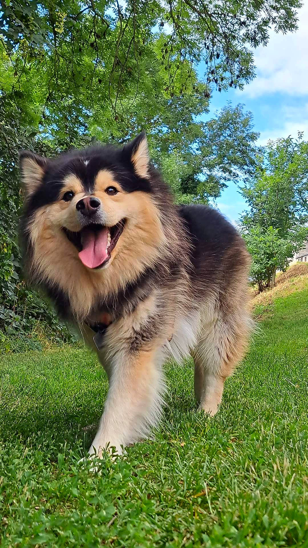 Oslo participe au concours pour gagner de l'argent avec cette photo : canidae, carnivore, cloud, collar, companion_dog, dog, dog_breed, fur, german_spitz, german_spitz_klein, grass, keeshond, plant, sky, snout, spitz, sporting_group, tree, working_animal, working_dog