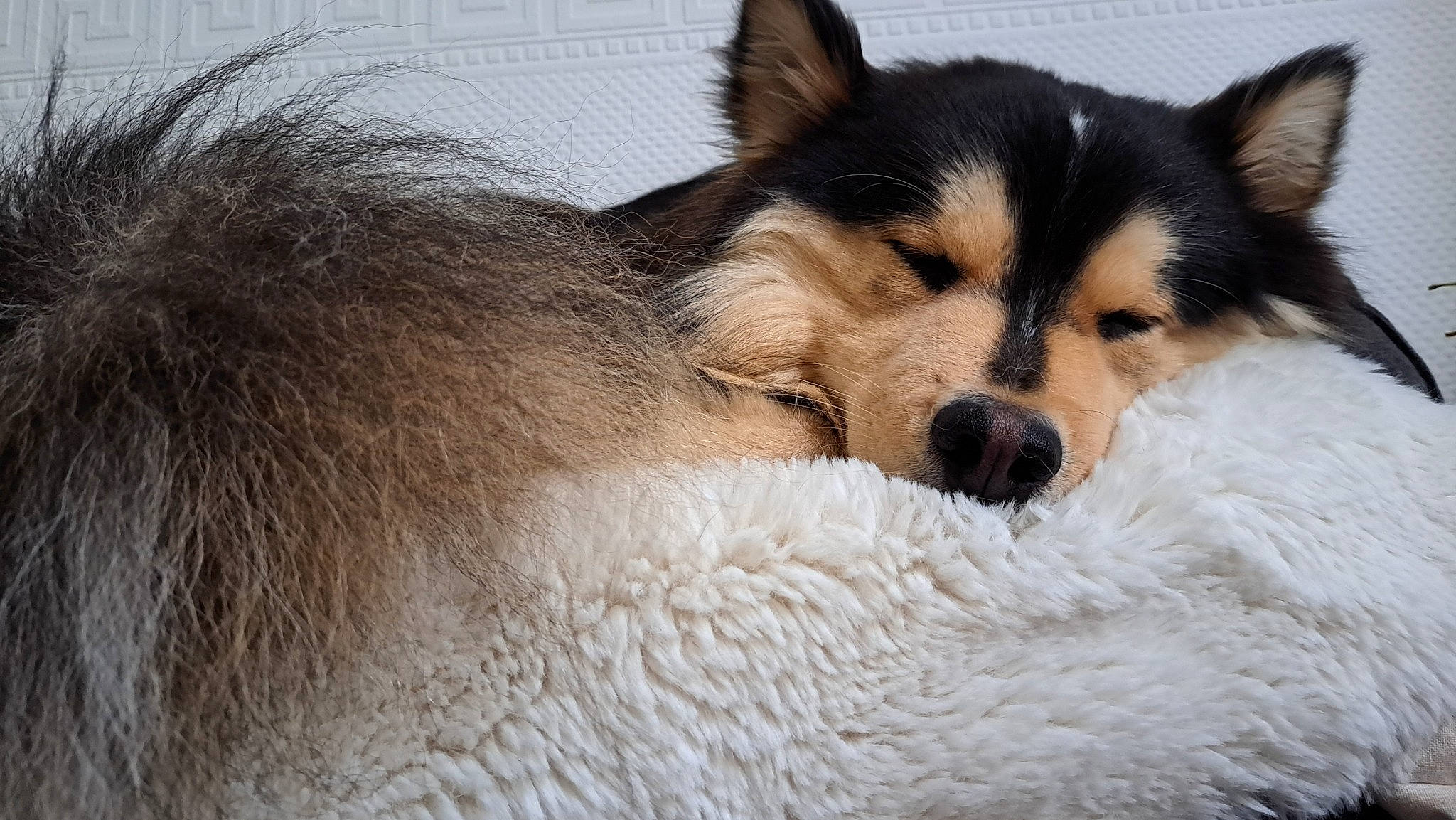 Oslo a rejoint le concours — aidez-le/la à gagner de superbes lots ! ancient_dog_breeds, canidae, canis, carnivore, comfort, companion_dog, dog, dog_breed, eyelash, fawn, fur, head, herding_dog, snout, sporting_group, terrestrial_animal, whiskers, wildlife, working_animal, working_dog