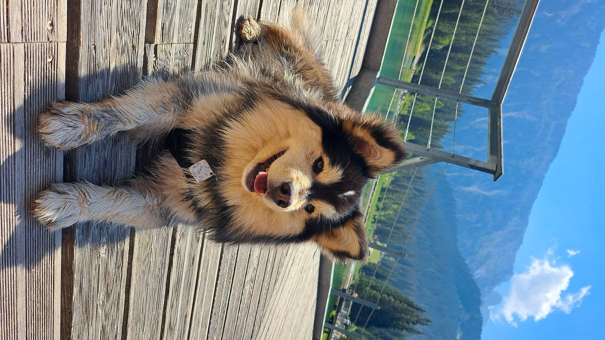 Oslo participe au concours pour gagner de l'argent avec cette photo : animal_shelter, canidae, carnivore, claw, cloud, dog_breed, fawn, felidae, fur, plant, sky, snout, tail, terrestrial_animal, tree, trunk, water, whiskers, wildlife, wood