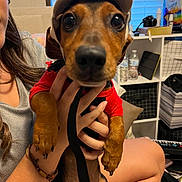 Elvis Taco is registered to the contest to win money with this photo: dog, dachshund, pet, hat, clothing, hand, person, indoor, window, sitting, furniture, shelf, bottle, camera, remote_control, bracelet, leash, brown, cute, portrait