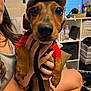 dog, dachshund, pet, hat, clothing, hand, person, indoor, window, sitting, furniture, shelf, bottle, camera, remote_control, bracelet, leash, brown, cute, portrait