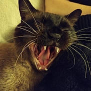 Pacha a rejoint le concours — aidez-le/la à gagner de superbes lots ! abyssinian, animal, blackcat, bodypart, cat, head, kitten, manx, mouth, person, pet, siamese, teeth, tongue