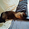Pacha a rejoint le concours — aidez-le/la à gagner de superbes lots ! abyssinian, animal, bed, bedroom, blanket, cat, couch, cushion, face, furniture, head, homedecor, indoors, linen, person, pet, quilt, room, siamese, sleeping