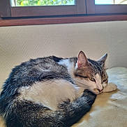 Tigresse a rejoint le concours — aidez-le/la à gagner de superbes lots ! cat, feline, animal, pet, resting, couch, indoor, window, natural_light, fur, whiskers, relaxed, sleepy, tabby, white_fur, brown_fur, cozy, home, daylight, leaves