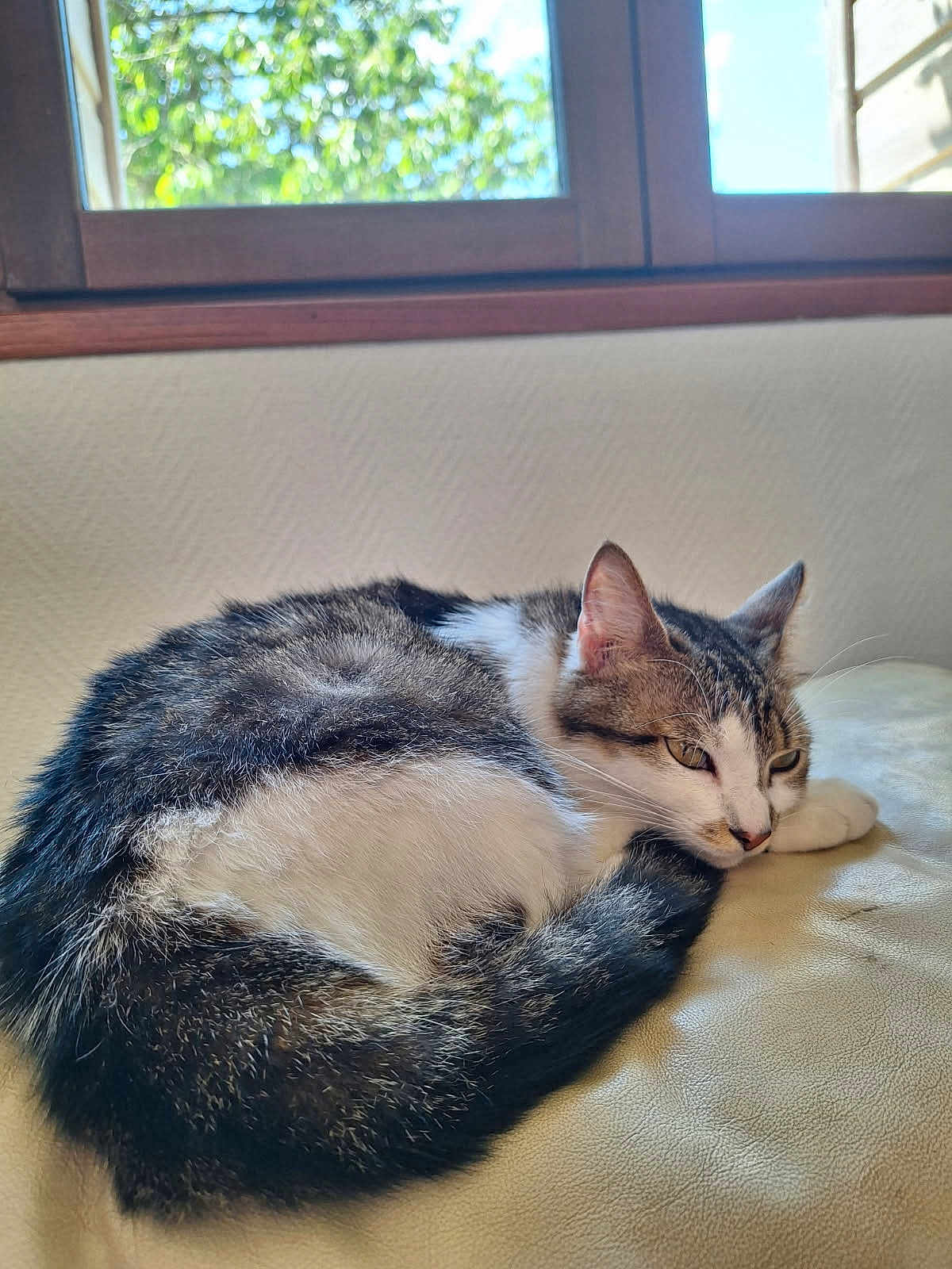 Tigresse a rejoint le concours — aidez-le/la à gagner de superbes lots ! cat, feline, animal, pet, resting, couch, indoor, window, natural_light, fur, whiskers, relaxed, sleepy, tabby, white_fur, brown_fur, cozy, home, daylight, leaves