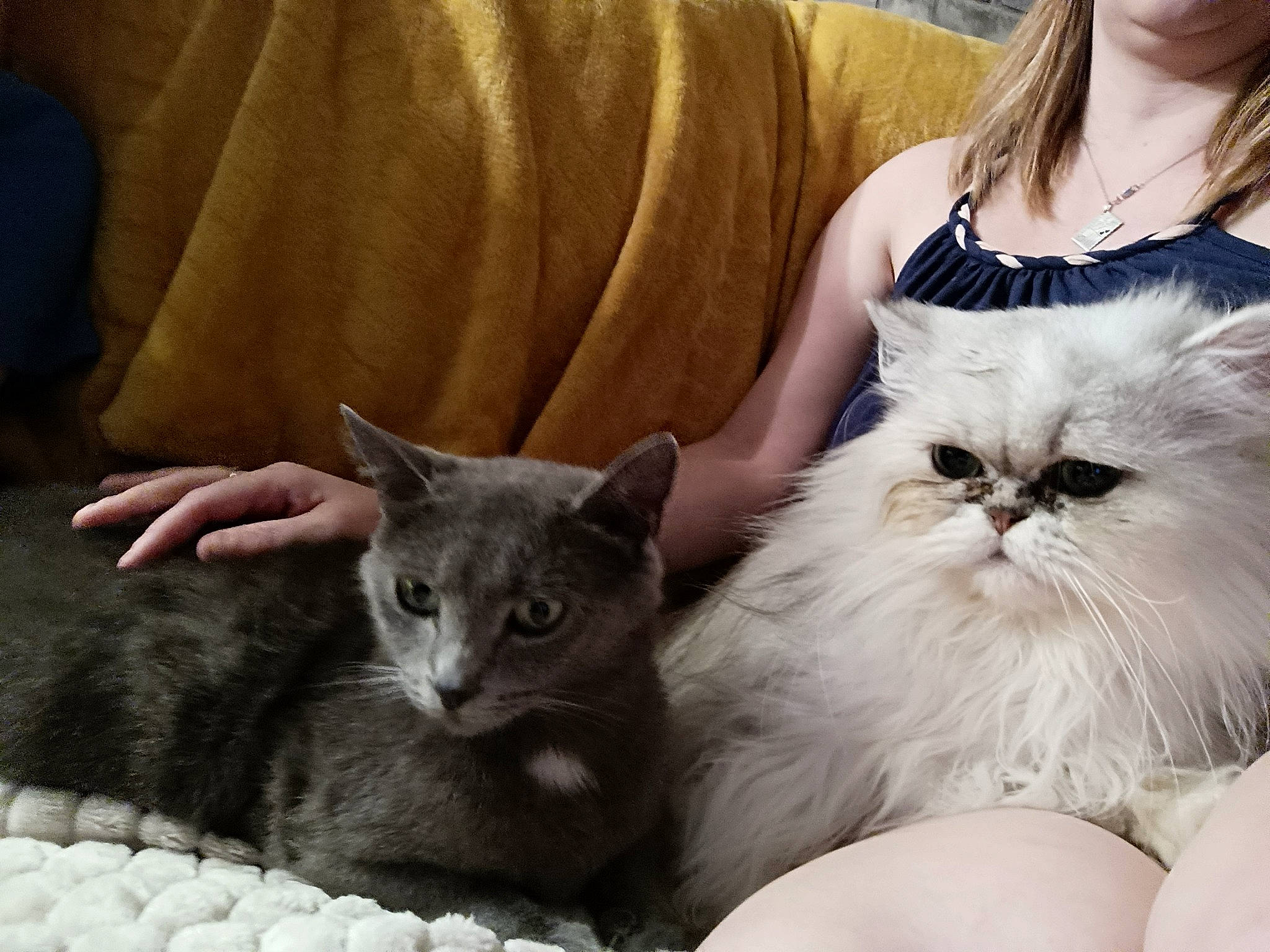 Misty participe au concours pour gagner de l'argent avec cette photo : bag, british_longhair, carnivore, cat, comfort, couch, domestic_short_haired_cat, fawn, felidae, fur, luggage_and_bags, mammal, sitting, small_to_medium_sized_cats, snout, vertebrate, whiskers