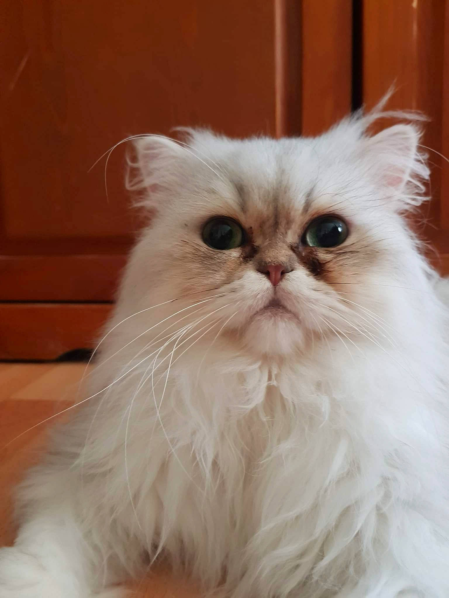 Polochon Du Grand Diamant a rejoint le concours — aidez-le/la à gagner de superbes lots ! british_longhair, carnivore, cat, felidae, fruit, fur, persian, small_to_medium_sized_cats, snout, whiskers