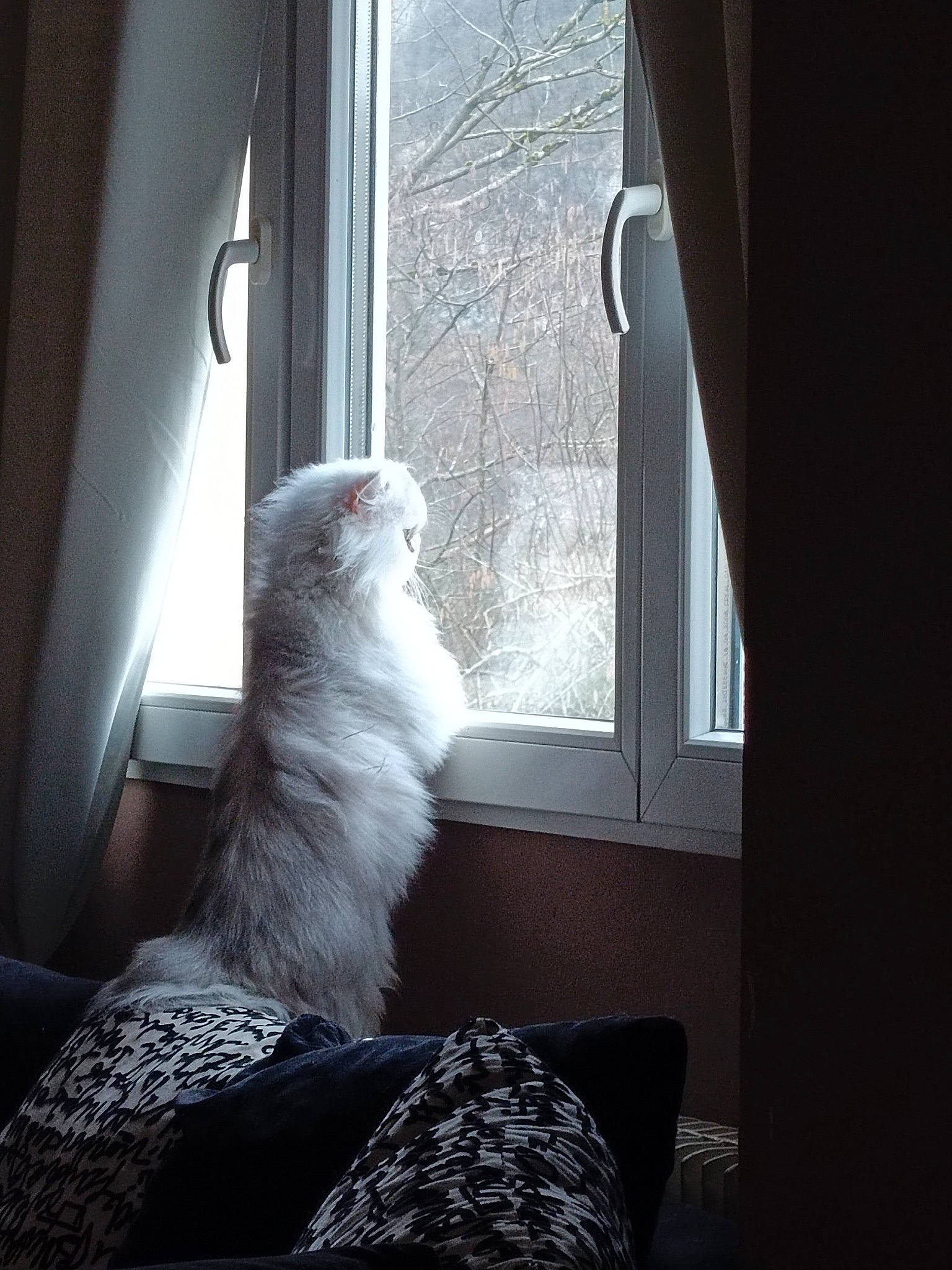 Polochon Du Grand Diamant a rejoint le concours — aidez-le/la à gagner de superbes lots ! carnivore, cat, chair, comfort, companion_dog, curtain, felidae, glass, grey, house, human_leg, interior_design, linens, small_to_medium_sized_cats, tail, textile, tints_and_shades, whiskers, window, wood