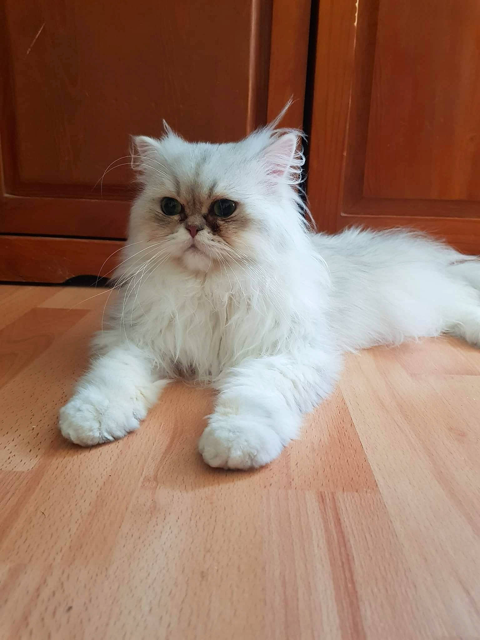 Polochon Du Grand Diamant a rejoint le concours — aidez-le/la à gagner de superbes lots ! carnivore, cat, claw, fawn, felidae, flooring, foot, fur, hardwood, laminate_flooring, paw, sitting, small_to_medium_sized_cats, tail, terrestrial_animal, varnish, whiskers, wood, wood_flooring, wood_stain