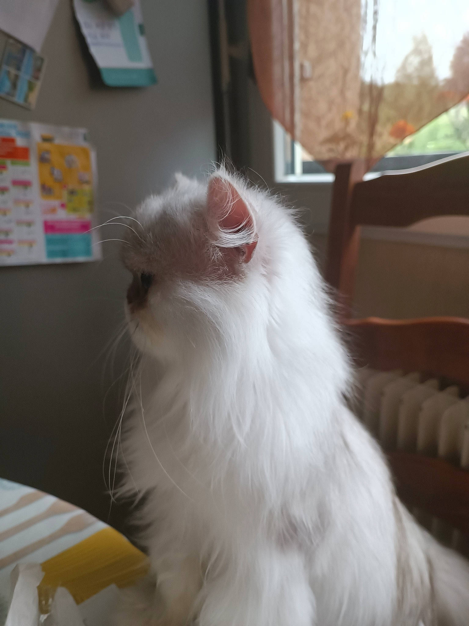 Polochon Du Grand Diamant a rejoint le concours — aidez-le/la à gagner de superbes lots ! british_longhair, carnivore, cat, fawn, felidae, fur, small_to_medium_sized_cats, snout, tail, whiskers, window, wood