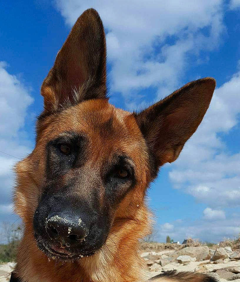Cybelle a rejoint le concours — aidez-le/la à gagner de superbes lots ! belgian_shepherd, belgian_shepherd_malinois, canidae, carnivore, dog, dog_breed, fawn, german_shepherd_dog, king_shepherd, kunming_wolfdog, mammal, old_german_shepherd_dog, rare_breed_dog, snout, vertebrate, working_dog