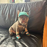Bruno joined the competition — help win amazing prizes! dog, french_bulldog, puppy, pet, cap, shoes, leather_couch, indoor, window, natural_light, sitting, animal, cute, accessory, fur, ears, collar, small_animal, domestic_animal, looking