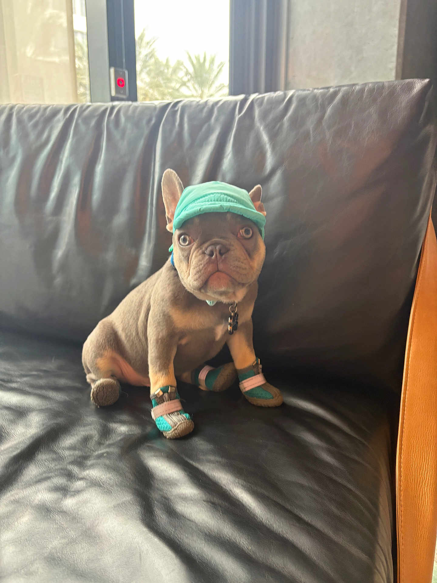 Bruno