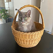 Zora participe au concours pour gagner de l'argent avec cette photo : cat, basket, gray_cat, green_eyes, furniture, indoor, table, curious, pet, animal, domestic_animal, woven_basket, home, plant, door, tongue_out, cozy, modern, black_table, fur