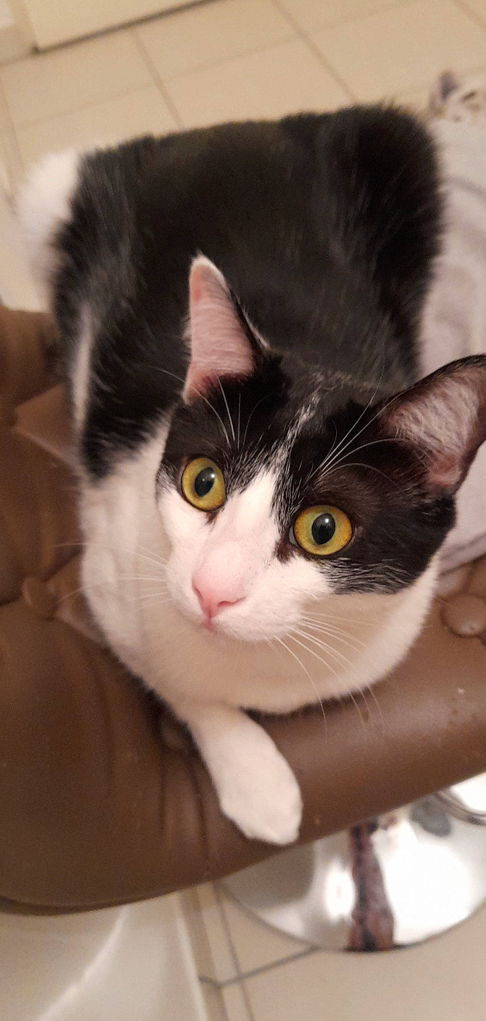 Rita participe au concours pour gagner de l'argent avec cette photo : carnivore, cat, claw, comfort, domestic_short_haired_cat, ear, eyelash, felidae, foot, fur, head, iris, nose, paw, small_to_medium_sized_cats, snout, tail, whiskers