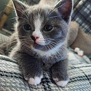 Blossom is registered to the contest to win money with this photo: kitten, cat, gray_cat, white_paws, close_up, pet, feline, whiskers, ears, cute, fur, indoor, resting, blanket, cozy, small_animal, animal, young, curious, soft