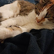 Talya participe au concours pour gagner de l'argent avec cette photo : cat, sleeping, fur, pet, cozy, blanket, indoor, resting, animal, domestic, whiskers, tabby, closeup, cute, feline, relaxed, soft, paw, ears, nap