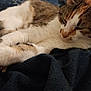 cat, sleeping, fur, pet, cozy, blanket, indoor, resting, animal, domestic, whiskers, tabby, closeup, cute, feline, relaxed, soft, paw, ears, nap