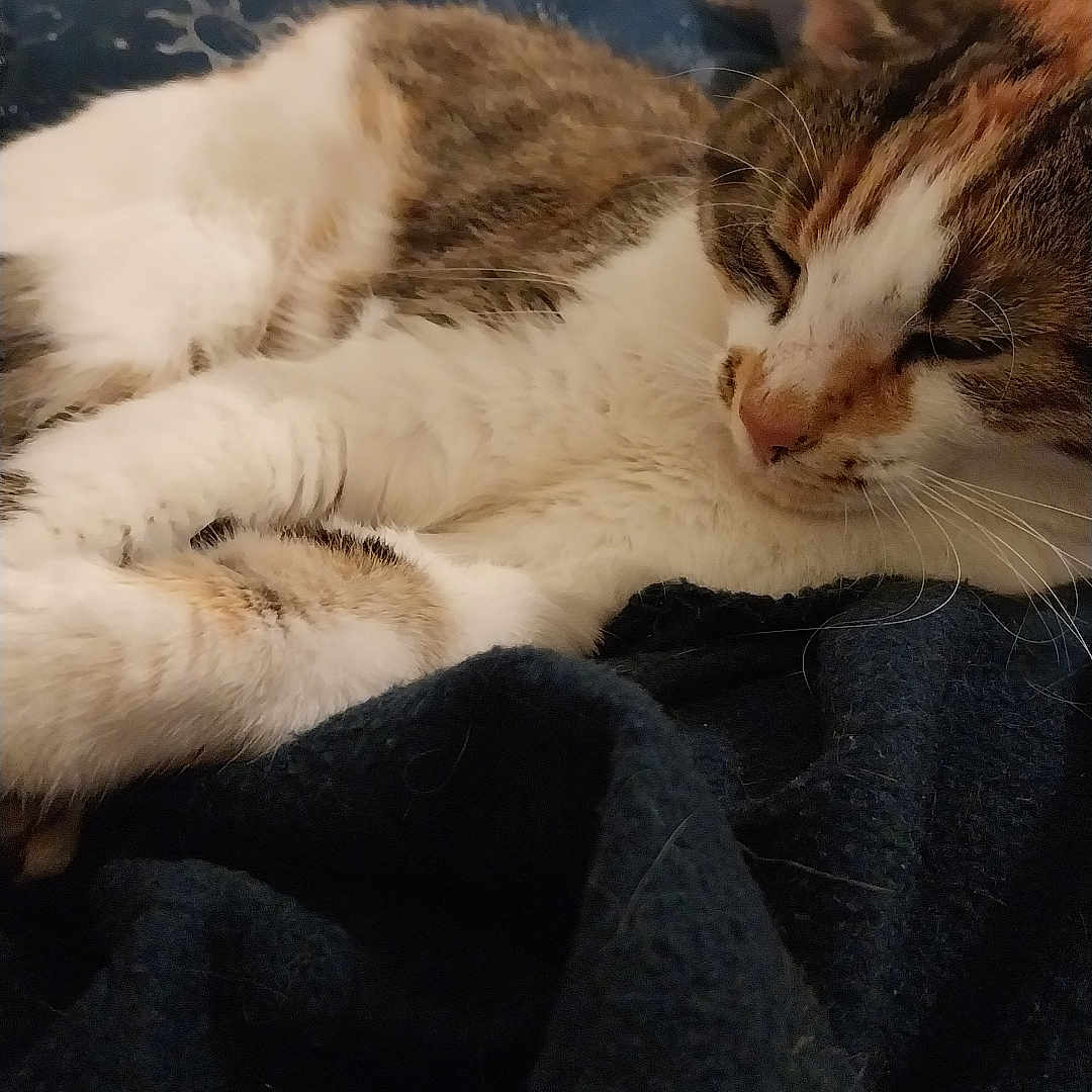 Talya participe au concours pour gagner de l'argent avec cette photo : animal, blanket, cat, closeup, cozy, cute, domestic, ears, feline, fur, indoor, nap, paw, pet, relaxed, resting, sleeping, soft, tabby, whiskers