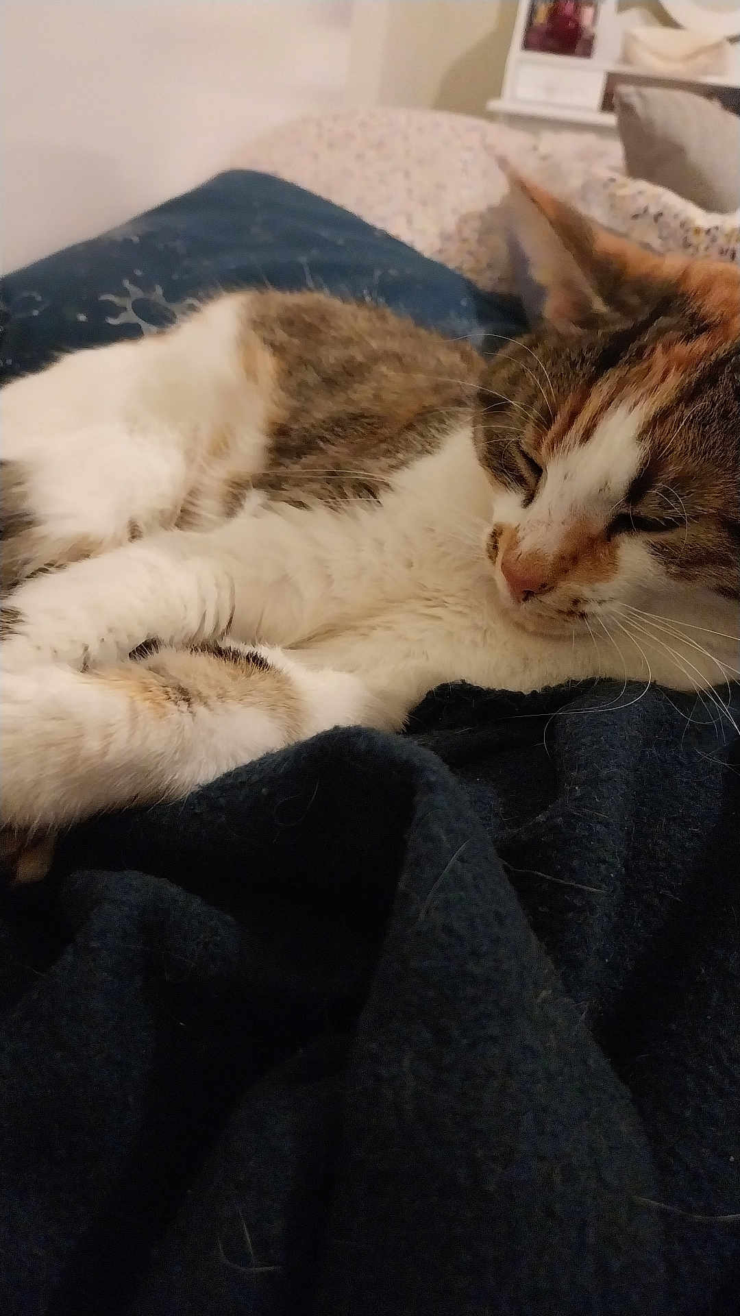 Talya participe au concours pour gagner de l'argent avec cette photo : cat, sleeping, fur, pet, cozy, blanket, indoor, resting, animal, domestic, whiskers, tabby, closeup, cute, feline, relaxed, soft, paw, ears, nap