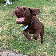 Covington is registered to the contest to win money with this photo: puppy, dog, chocolate_labrador, grass, flower, leaping, collar, outdoor, yard, playful, mouth_open, ears_floppy, pet, nature, greenery, summer, garden, animal, active, cute