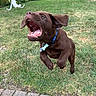 puppy, dog, chocolate_labrador, grass, flower, leaping, collar, outdoor, yard, playful, mouth_open, ears_floppy, pet, nature, greenery, summer, garden, animal, active, cute