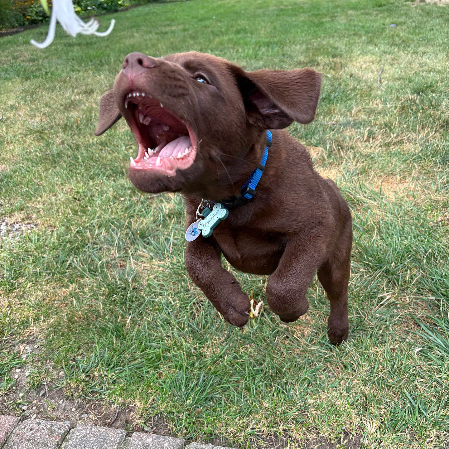 Covington is registered to the contest to win money with this photo: puppy, dog, chocolate_labrador, grass, flower, leaping, collar, outdoor, yard, playful, mouth_open, ears_floppy, pet, nature, greenery, summer, garden, animal, active, cute
