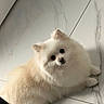 dog, pomeranian, fluffy, cream_colored, pet, animal, indoor, floor, tile_floor, cute, small_dog, looking_up, head_tilt, fur, companion, domestic_animal, adorable, white, light, eye_contact