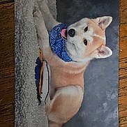 Nora participe au concours pour gagner de l'argent avec cette photo : animal, bandana, blue_bandana, cozy, cute, dog, ears, fur, indoor, laying_down, nose, pet, playful, portrait, puppy, soft_background, texture, tongue_out, wood_floor, young_dog
