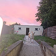Nora participe au concours pour gagner de l'argent avec cette photo : animal, backyard, building, concrete, daylight, dog, fence, flowers, garden, grass, nature, outdoor, path, pet, pink_sky, quiet, shrubbery, sky, sunset, trees
