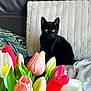 Minuit participe au concours pour gagner de l'argent avec cette photo : black_cat, cat, tulips, flowers, bouquet, couch, pillow, blanket, indoor, pet, plant, green_leaves, red_tulip, pink_tulip, white_tulip, decor, cozy, furniture, animal, relaxing