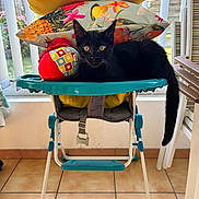 Minuit participe au concours pour gagner de l'argent avec cette photo : black_cat, kitten, baby_high_chair, pillow, toy, indoor, window, floor_tile, furniture, pet, animal, domestic_cat, tail, playful, resting, colorful, sunlight, home_interior, curtain, garden_view