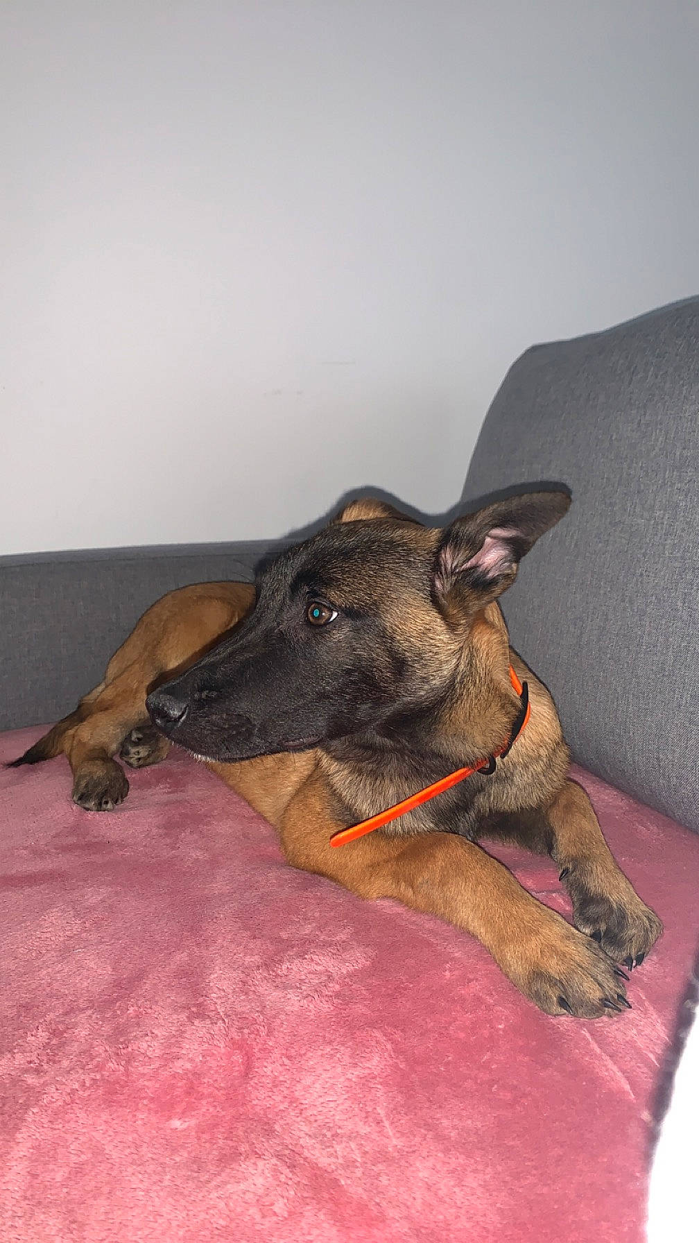 Oslo a rejoint le concours — aidez-le/la à gagner de superbes lots ! canidae, carnivore, collar, comfort, companion_dog, dobermann, dog, dog_breed, dog_collar, dog_supply, fawn, guard_dog, liver, paw, pet_supply, snout, sporting_group, wood, working_animal, working_dog