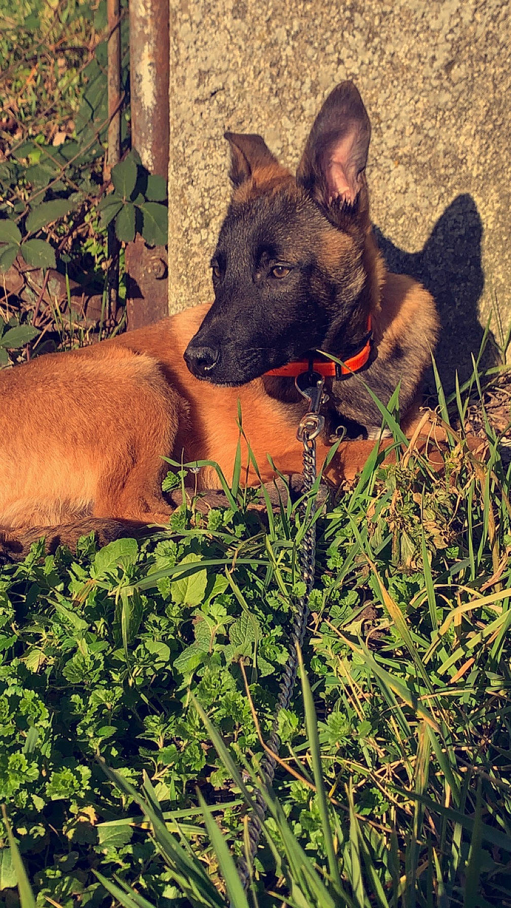 Oslo a rejoint le concours — aidez-le/la à gagner de superbes lots ! adventure, canidae, carnivore, collar, companion_dog, dog, dog_breed, dog_collar, dog_supply, fawn, german_shepherd_dog, grass, guard_dog, herding_dog, old_german_shepherd_dog, plant, snout, sporting_group, working_animal, working_dog