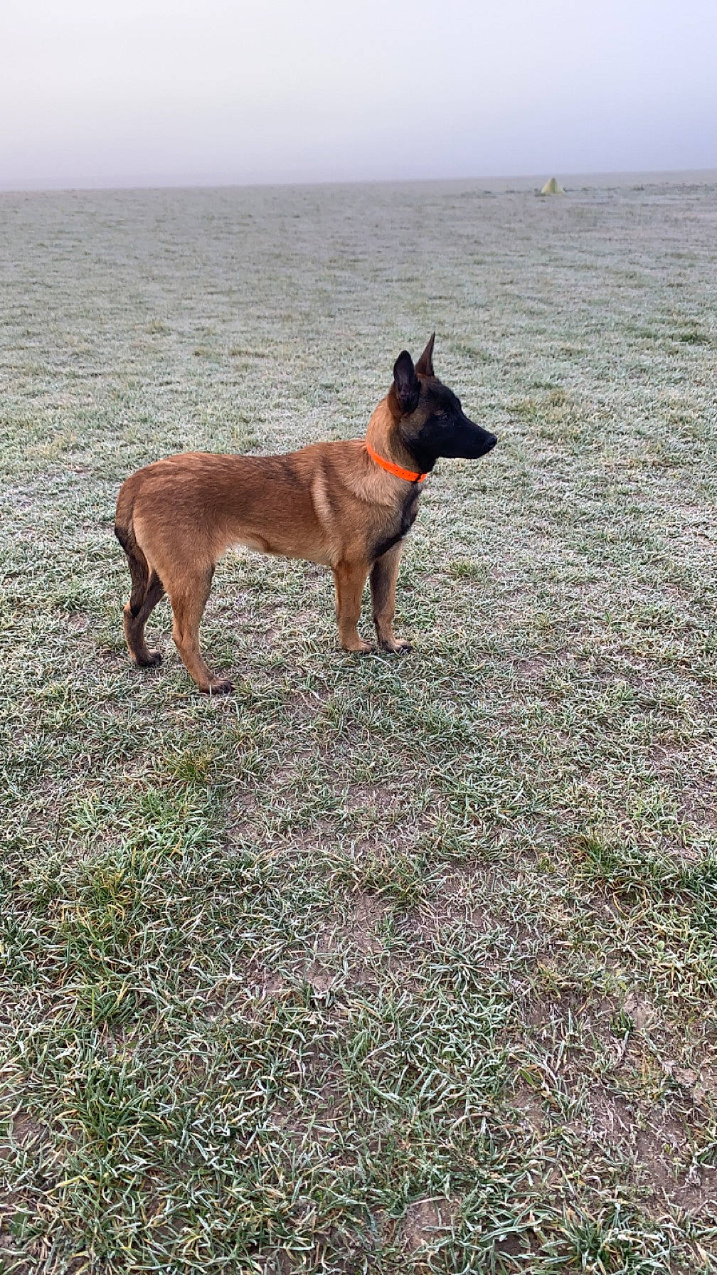 Oslo a rejoint le concours — aidez-le/la à gagner de superbes lots ! canidae, carnivore, collar, companion_dog, dog, dog_breed, dog_supply, fawn, grass, guard_dog, herding_dog, liver, old_german_shepherd_dog, sky, snout, sporting_group, tail, terrestrial_animal, working_animal, working_dog