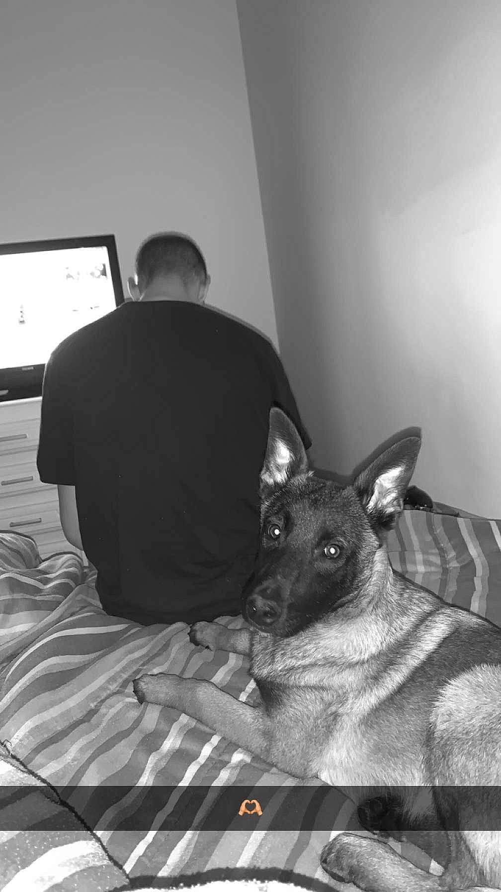 Oslo participe au concours pour gagner de l'argent avec cette photo : carnivore, comfort, companion_dog, dog, dog_breed, fawn, flooring, grey, guard_dog, home_appliance, monochrome, monochrome_photography, room, sitting, television, toy_dog, whiskers, working_dog