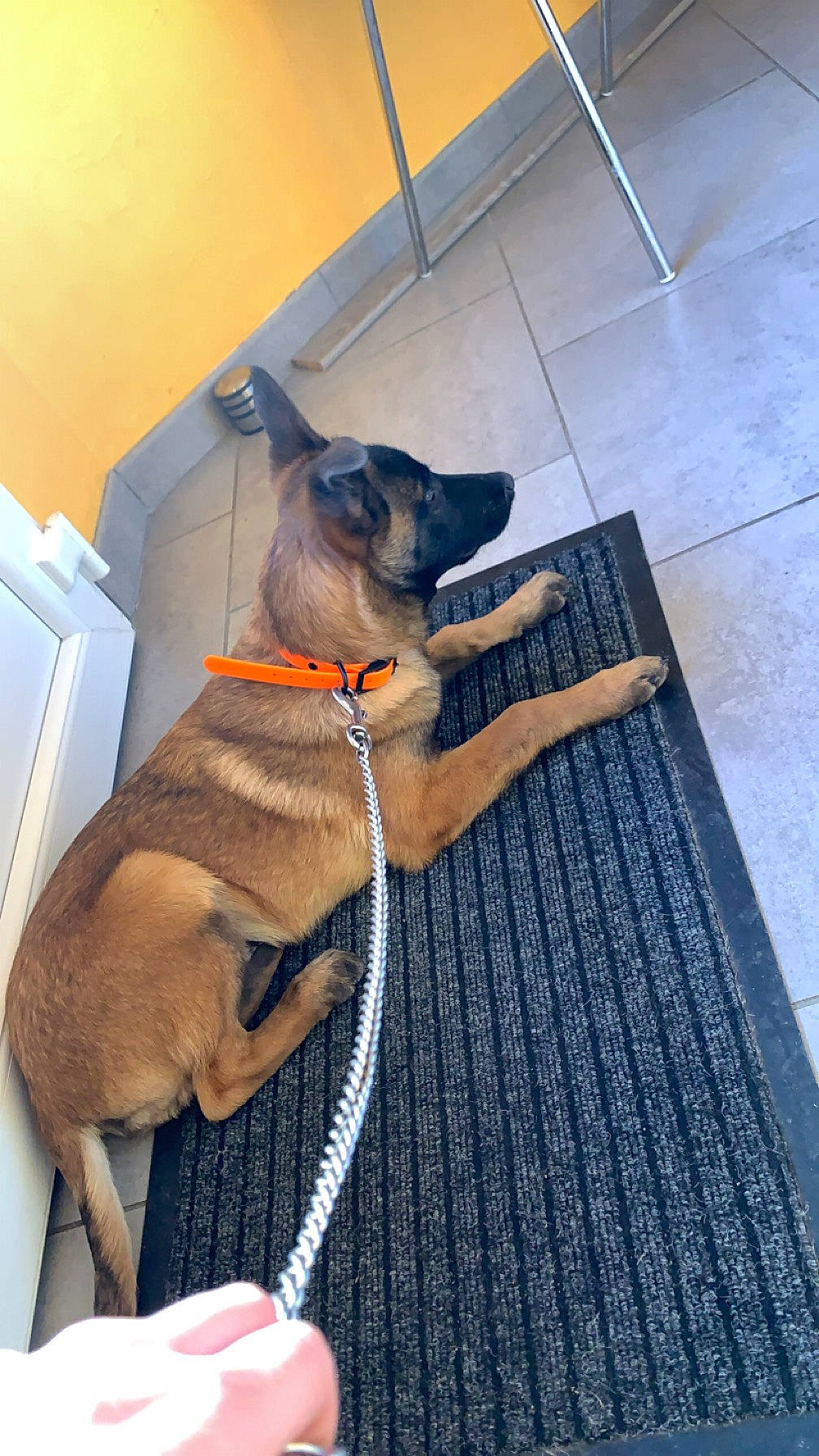 Oslo a rejoint le concours — aidez-le/la à gagner de superbes lots ! canidae, carnivore, collar, companion_dog, dog, dog_breed, dog_collar, dog_supply, fawn, felidae, flooring, fur, leash, liver, pet_supply, snout, sporting_group, tail, whiskers, working_animal