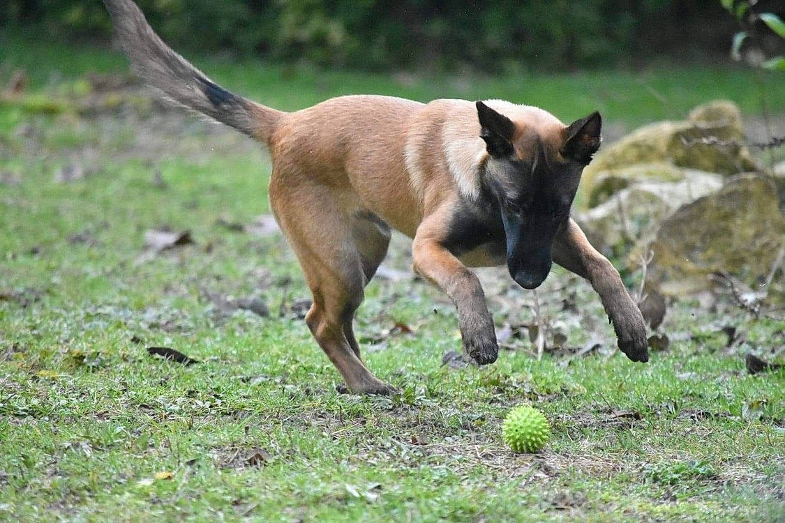 Falco a rejoint le concours — aidez-le/la à gagner de superbes lots ! canidae, carnivore, collar, companion_dog, dog, dog_breed, dog_supply, doghouse, fawn, grass, non_sporting_group, pet_supply, snout, sporting_group, tail, terrestrial_animal, terrier, toy_dog, working_animal, working_dog