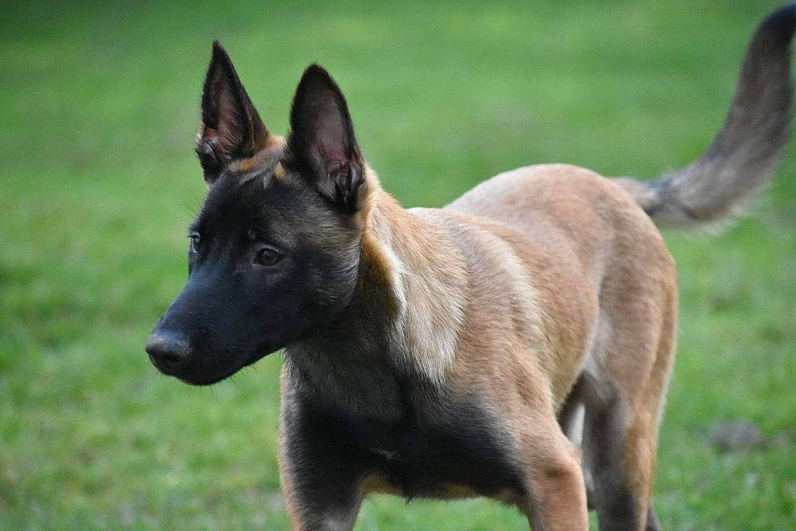 Falco a rejoint le concours — aidez-le/la à gagner de superbes lots ! ancient_dog_breeds, balance, belgian_shepherd_malinois, canidae, carnivore, companion_dog, dog, dog_breed, grass, herding_dog, hunting_dog, non_sporting_group, old_german_shepherd_dog, plant, sporting_group, terrestrial_animal, working_animal, working_dog