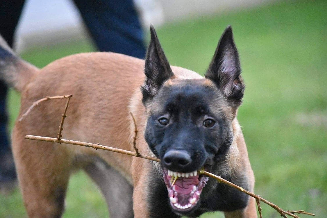 Falco a rejoint le concours — aidez-le/la à gagner de superbes lots ! canidae, carnivore, collar, companion_dog, dog, dog_breed, dog_collar, eye, fawn, grass, hunting_dog, non_sporting_group, plant, snout, sporting_group, terrestrial_animal, whiskers, wildlife, working_animal, working_dog