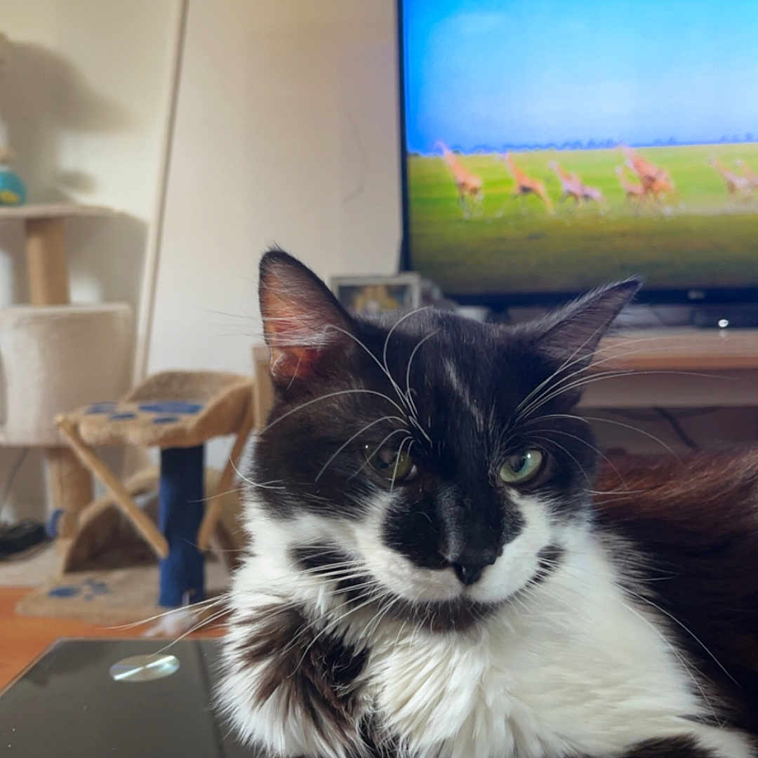 Shadow a rejoint le concours — aidez-le/la à gagner de superbes lots ! cat, black_and_white, fluffy, longhaired, whiskers, green_eyes, tuxedo_cat, pet, animal, portrait, sitting, paws, indoors, living_room, television, cat_tree, table, reflection, fur, close_up