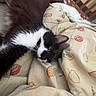 Shadow participe au concours pour gagner de l'argent avec cette photo : cat, black_and_white, fluffy, fur, pet, animal, bed, bedding, blanket, bedroom, indoor, relaxed, lying_down, sleepy, green_eyes, whiskers, tuxedo_cat, patterned_fabric, cozy, portrait