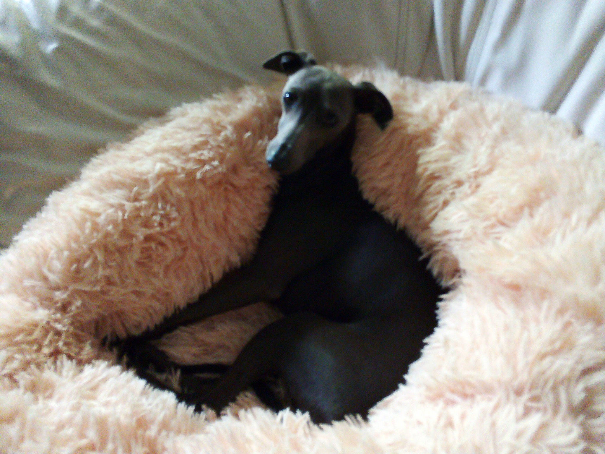 Plume participe au concours pour gagner de l'argent avec cette photo : canidae, carnivore, claw, comfort, companion_dog, curtain, dog, dog_breed, dog_supply, fawn, fur, non_sporting_group, paw, snout, sporting_group, tail, terrestrial_animal, wildlife, wool, working_animal