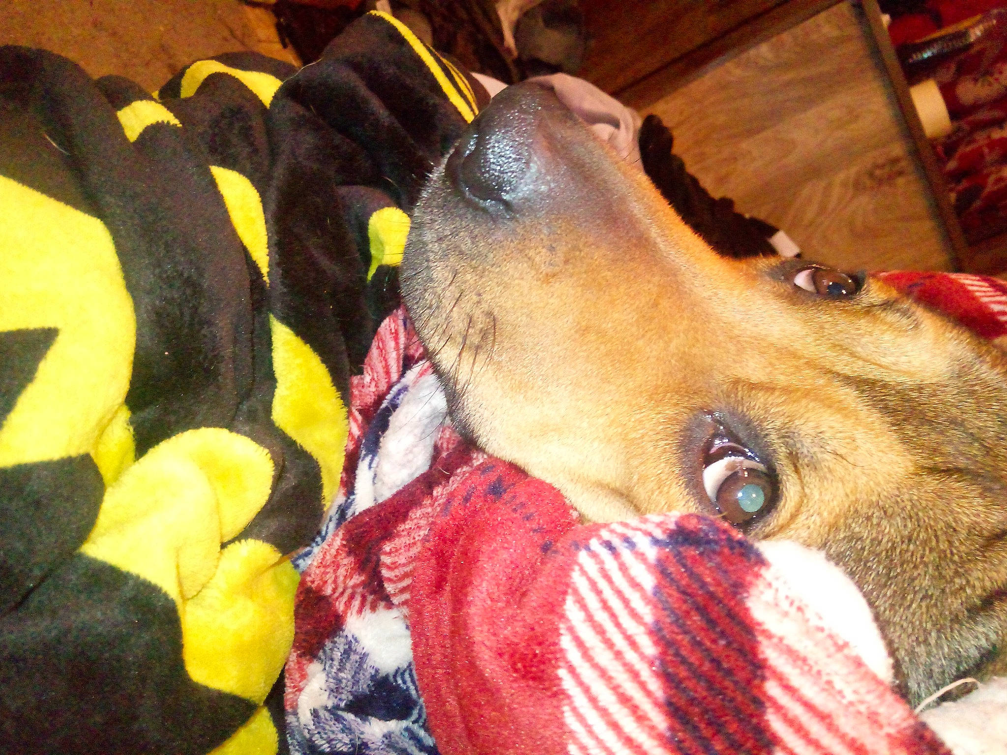 Silence joined the competition — help win amazing prizes! canidae, carnivore, collar, companion_dog, dog, dog_breed, ear, fawn, fur, liver, pattern, plush, snout, sporting_group, stuffed_toy, terrestrial_animal, whiskers, working_animal, wrinkle