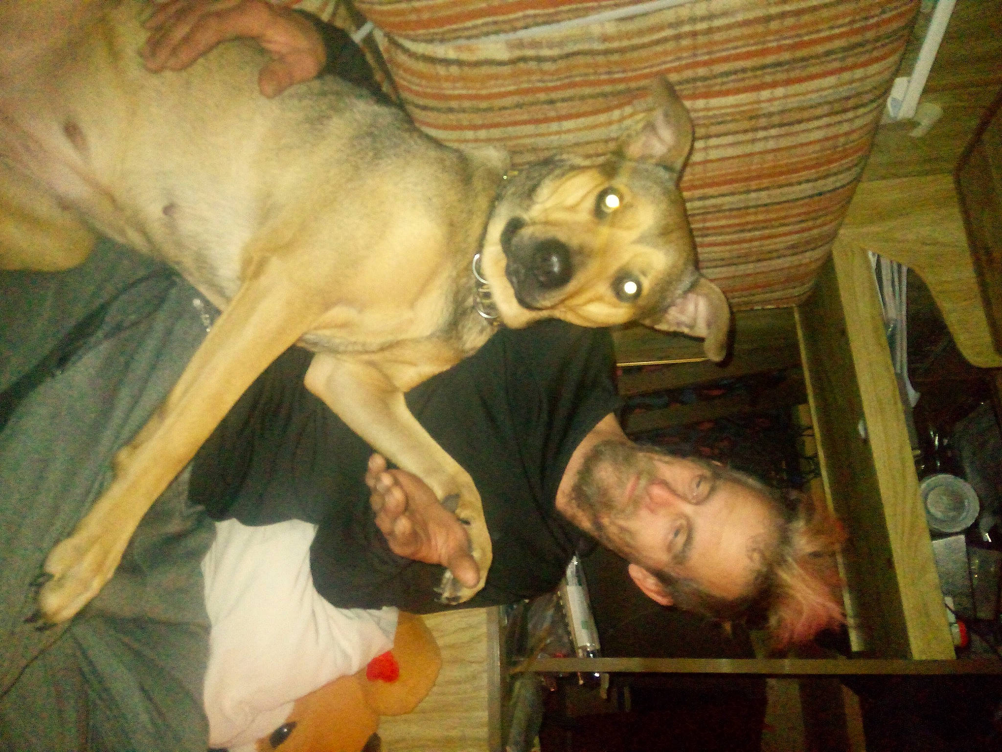 Silence joined the competition — help win amazing prizes! ancient_dog_breeds, art, canidae, carnivore, companion_dog, dog, dog_breed, event, fawn, fun, fur, guard_dog, metal, non_sporting_group, snout, sporting_group, toy_dog, wood, working_animal