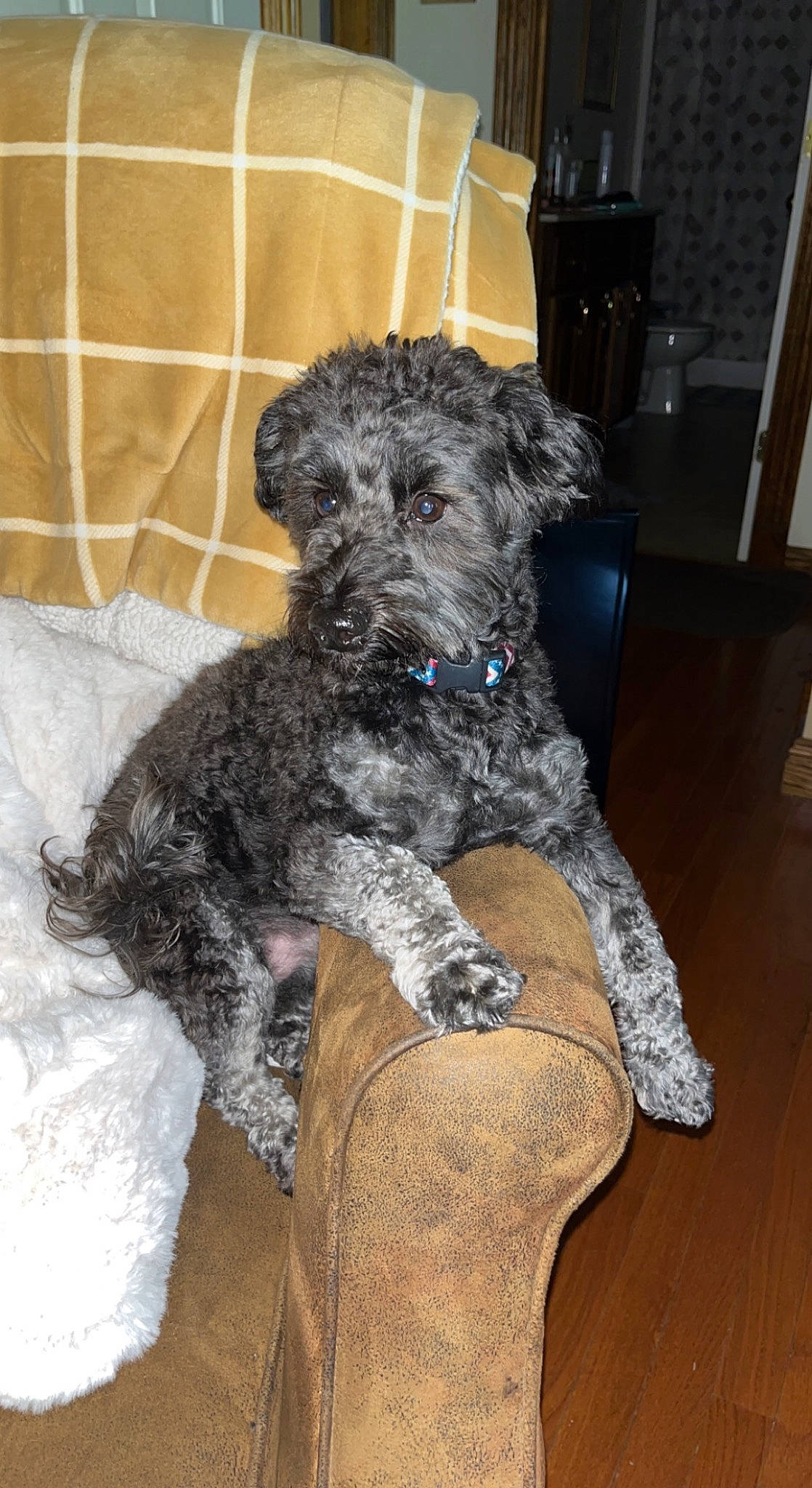 Caspin James joined the competition — help win amazing prizes! canidae, carnivore, companion_dog, dog, dog_breed, fur, hardwood, maltepoo, non_sporting_group, snout, sporting_group, terrier, toy_dog, water_dog, wood, working_animal, yorkipoo