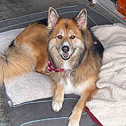 Lola is registered to the contest to win money with this photo: animal, bandana, bed, black_fur, blanket, brown_fur, canine, cozy, dog, ears, friendly, fur, garage, indoor, looking_at_camera, paw, pet, resting, smiling, white_fur
