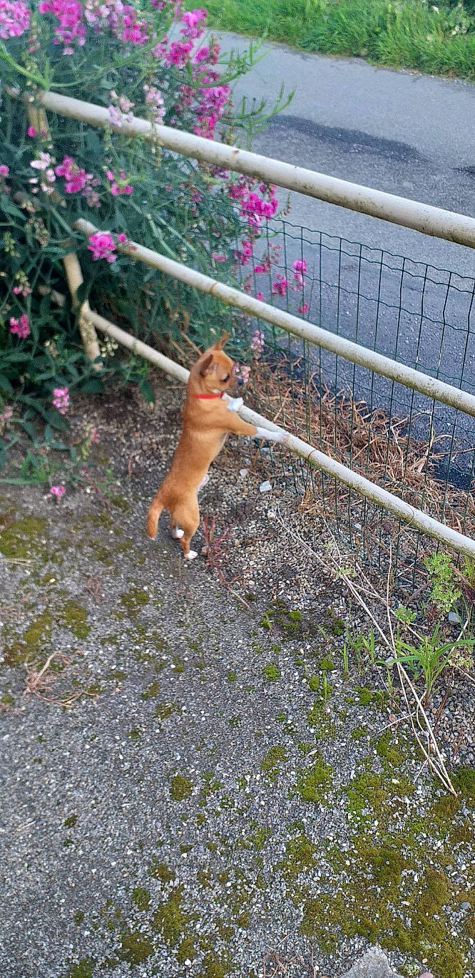 Rio a rejoint le concours — aidez-le/la à gagner de superbes lots ! annual_plant, carnivore, companion_dog, dog, dog_breed, fawn, felidae, fence, flower, garden, grass, groundcover, home_fencing, landscape, plant, shrub, soil, sporting_group, tail, toy
