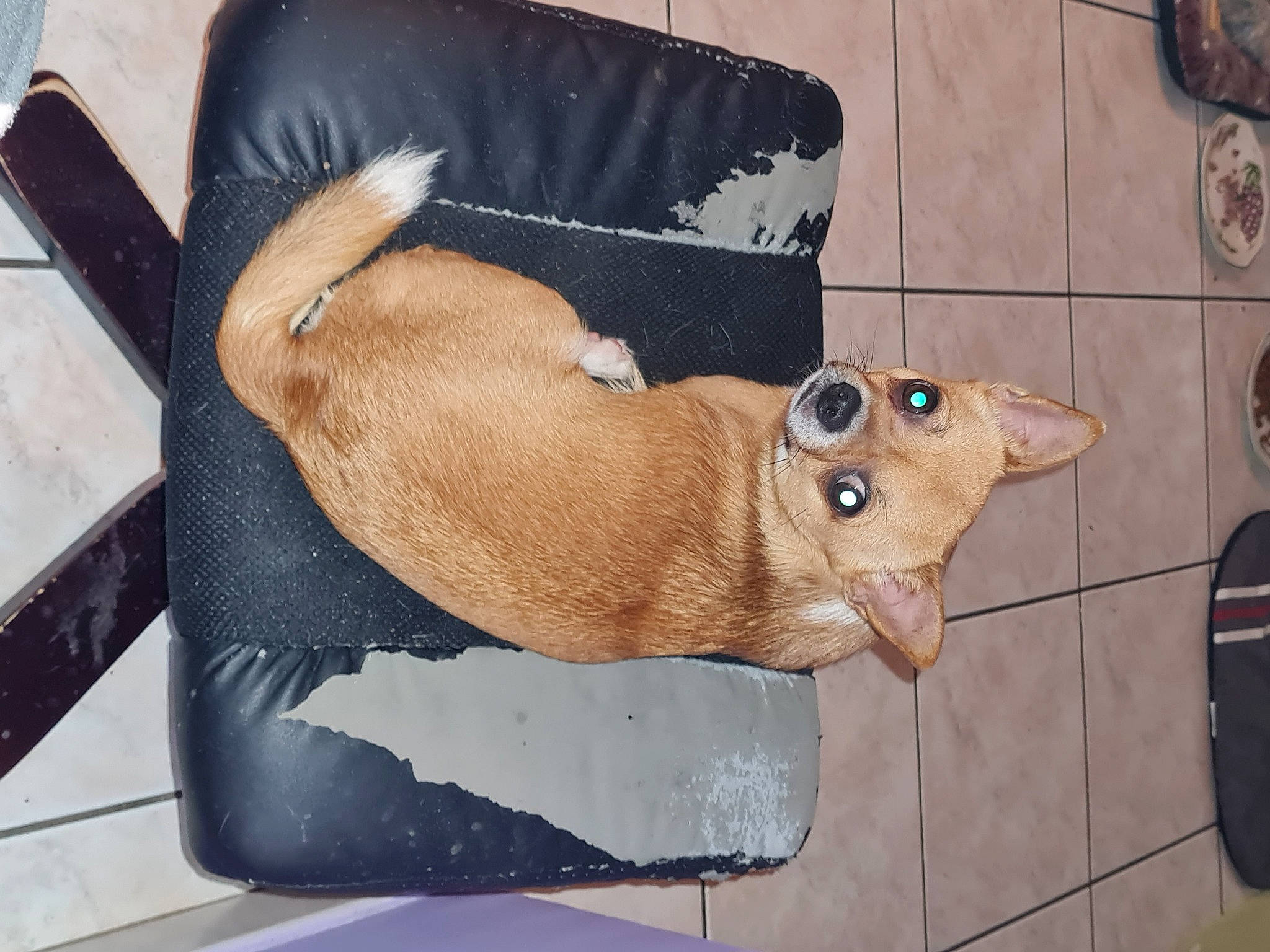 Rio participe au concours pour gagner de l'argent avec cette photo : art, canidae, chest, dog_breed, fawn, fish, liver, rectangle, snout, tail, visual_arts, whiskers, wood